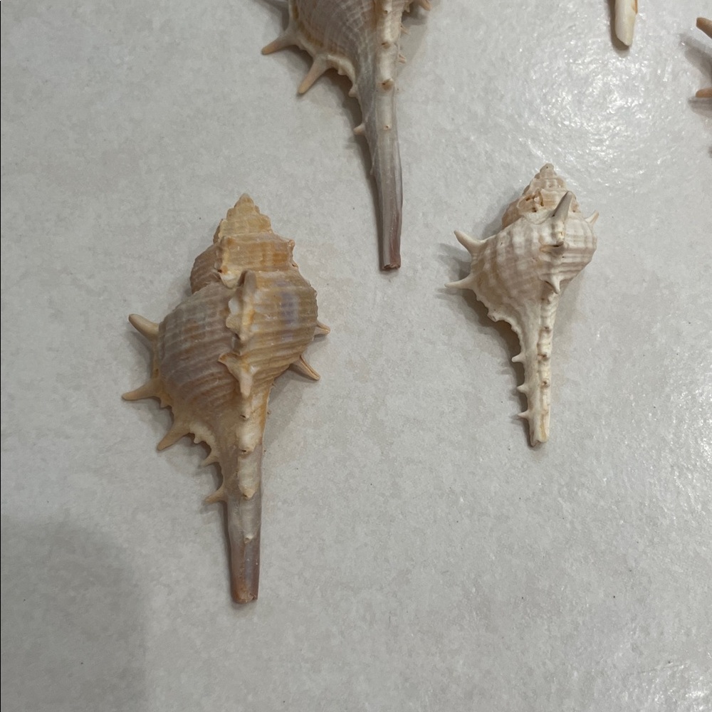 11 Murex Conch Shells Crafting Collection - Picture 4 of 7